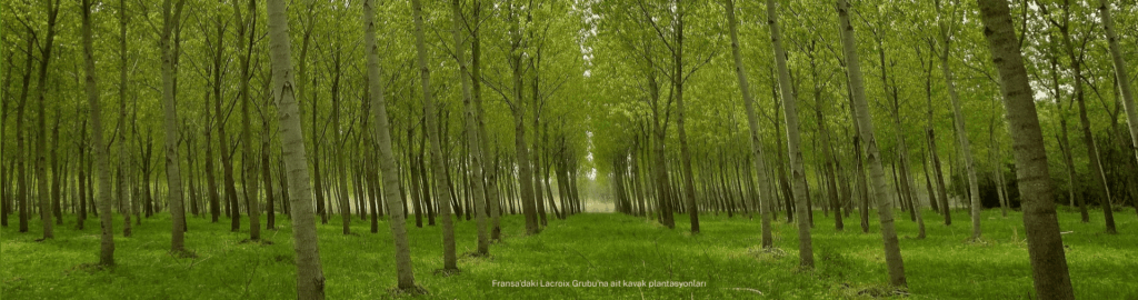 Fransadaki-Lacroix-Grubuna-ait-kavak-plantasyonlari